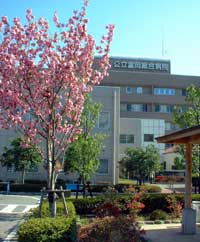 八重桜と病院